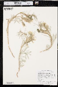 Astragalus pectinatus image