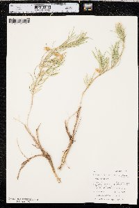 Astragalus pectinatus var. pectinatus image