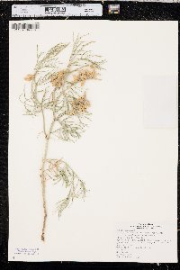 Astragalus pectinatus image