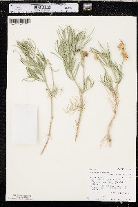 Astragalus pectinatus image