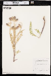 Astragalus praelongus image