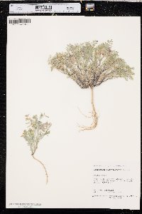 Astragalus pubentissimus image