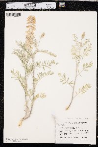 Astragalus racemosus var. racemosus image