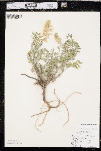 Astragalus racemosus image