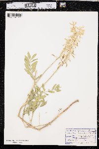 Astragalus racemosus image