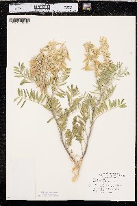 Astragalus racemosus image