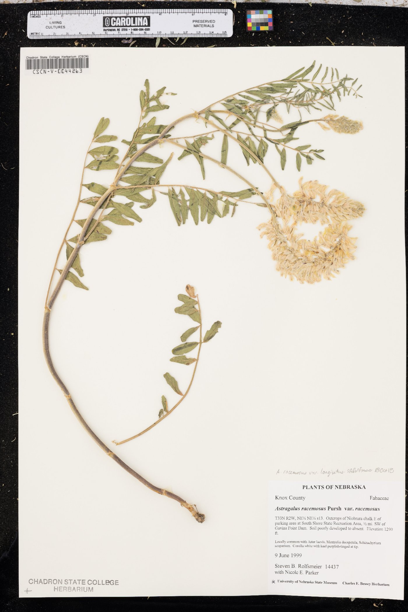 Astragalus racemosus var. longisetus image