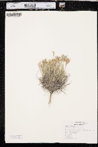 Astragalus spatulatus image