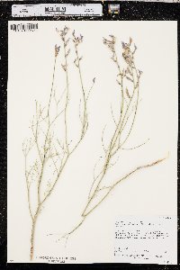 Astragalus toanus image