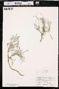 Astragalus zionis image