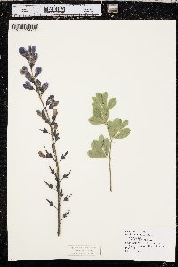 Baptisia australis image