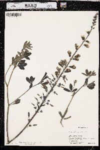 Baptisia alba image