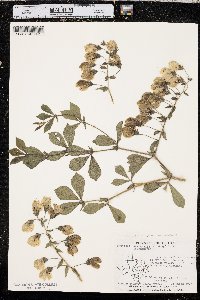 Baptisia bracteata var. laevicaulis image