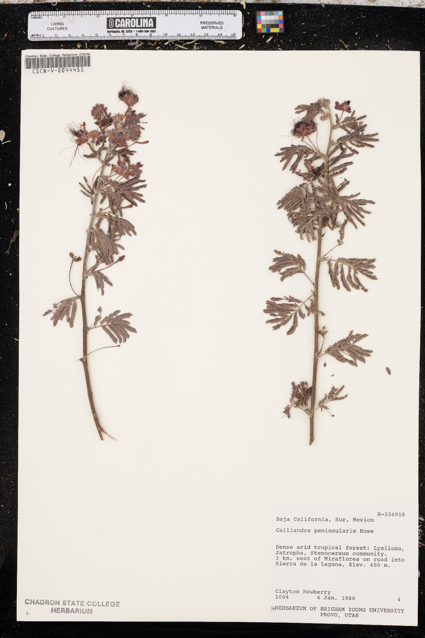 Calliandra peninsularis image