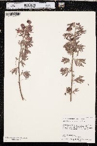Calliandra peninsularis image