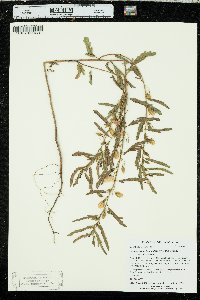 Chamaecrista fasciculata var. fasciculata image