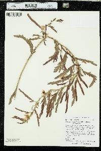 Chamaecrista fasciculata var. fasciculata image