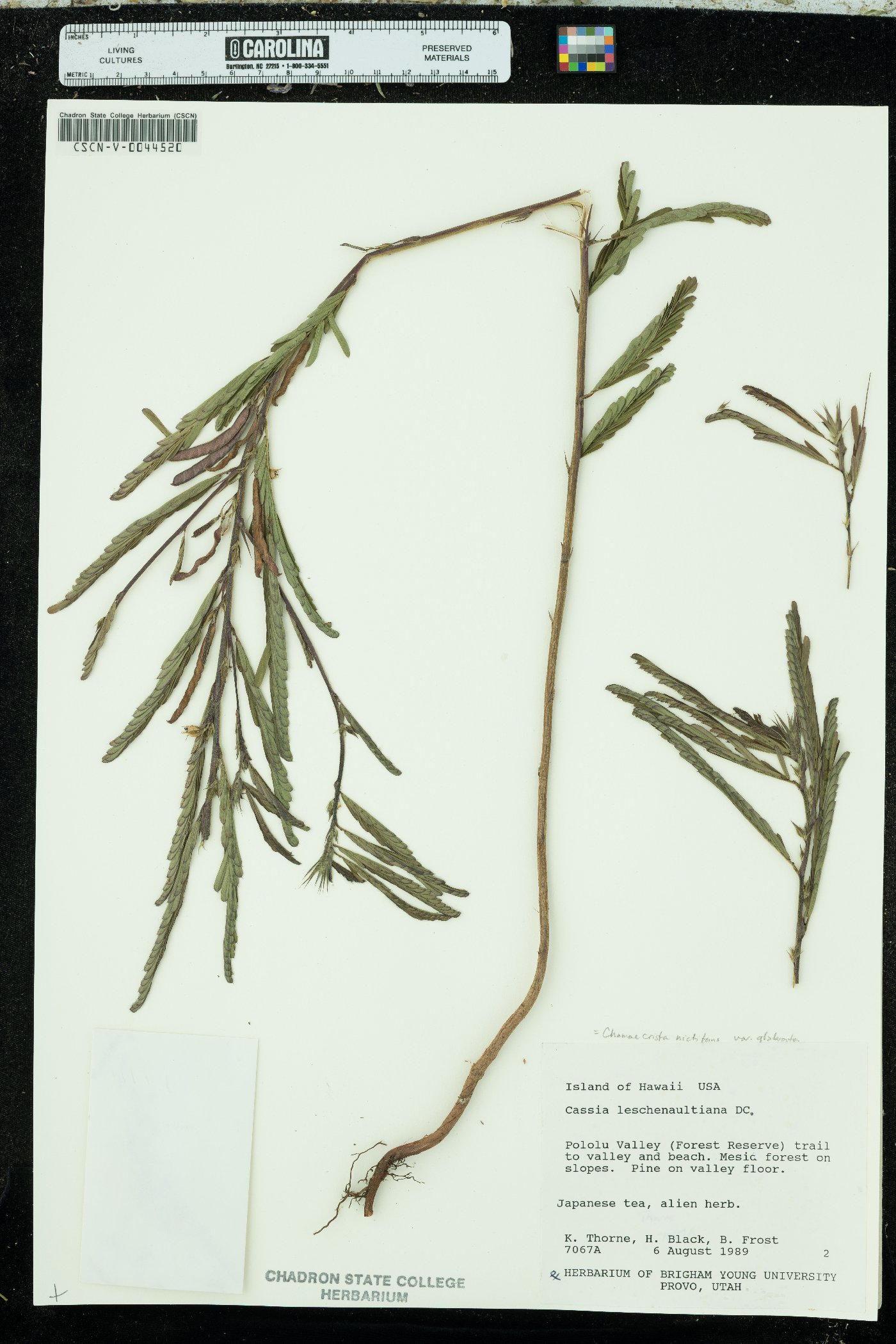 Chamaecrista nictitans var. glabrata image