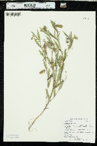 Crotalaria sagittalis image