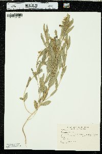 Crotalaria sagittalis image