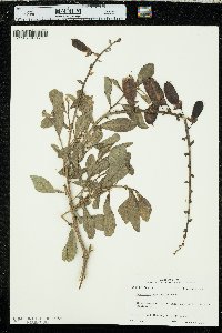 Crotalaria spectabilis image