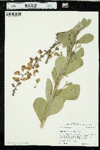 Crotalaria spectabilis image