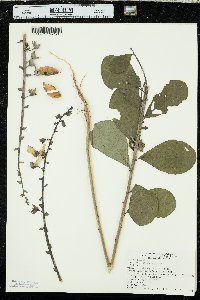 Crotalaria spectabilis image