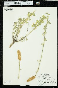 Dalea aurea image