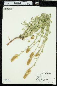 Dalea aurea image