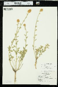 Dalea aurea image