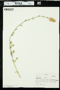 Dalea aurea image