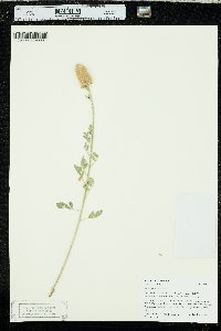 Dalea aurea image