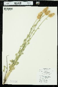 Dalea aurea image