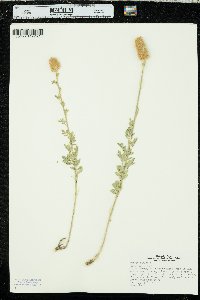 Dalea aurea image