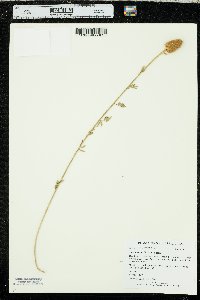 Dalea aurea image