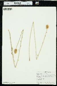 Dalea aurea image