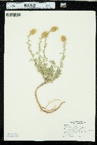 Dalea aurea image