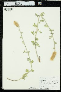 Dalea aurea image