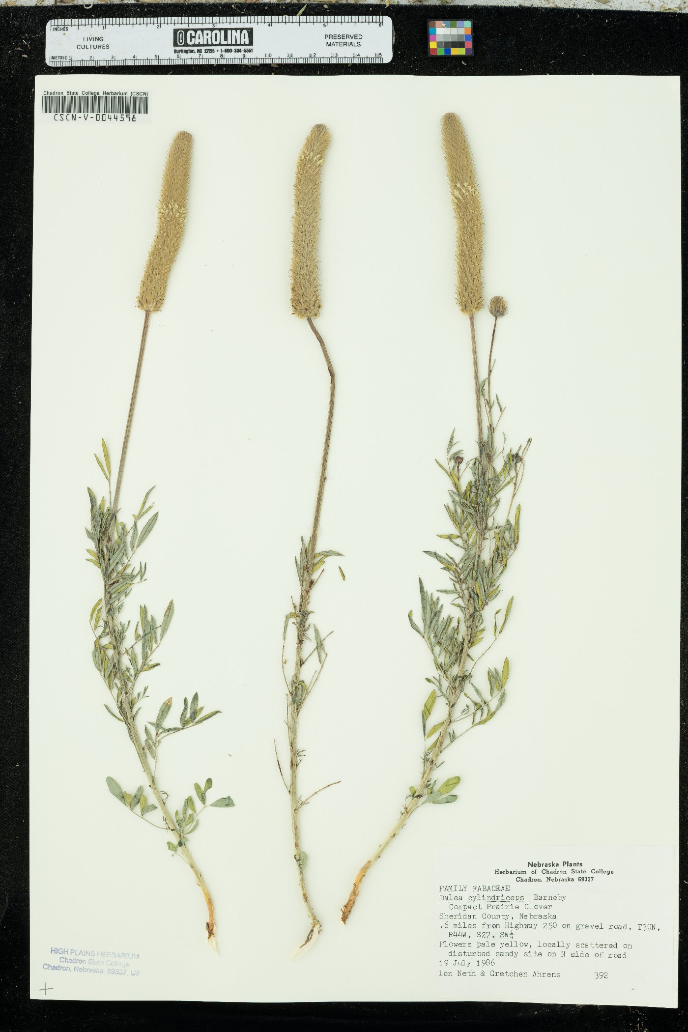 Dalea cylindriceps image