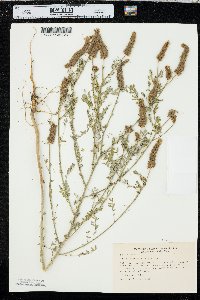 Dalea leporina image