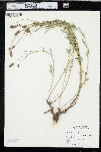 Dalea candida var. oligophylla image