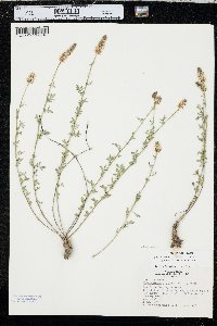 Dalea candida var. oligophylla image