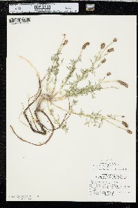 Dalea candida var. oligophylla image