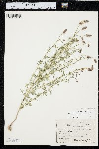 Dalea candida var. oligophylla image