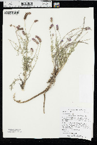 Dalea purpurea var. arenicola image