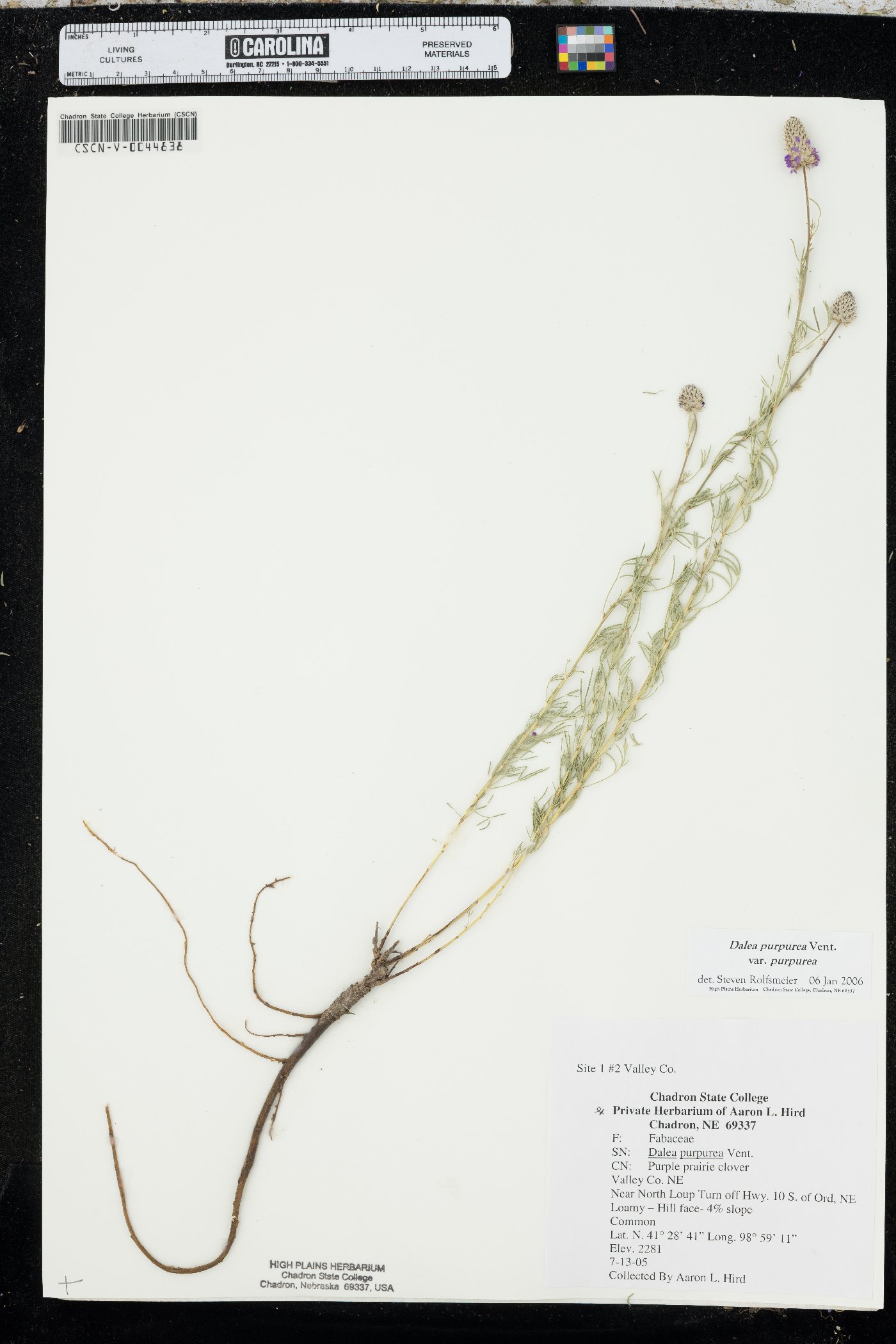 Dalea purpurea var. purpurea image
