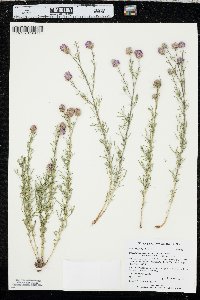 Dalea purpurea var. purpurea image