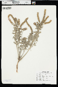 Dalea villosa image