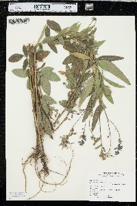 Desmodium canadense image