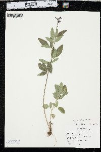 Desmodium canadense image